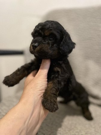 Maltipoo maltai delyem es toy uszkar