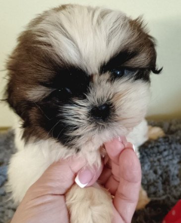 Shih tzu