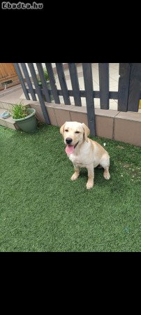 Eladó 8hónapos Labrador oltva chippelve