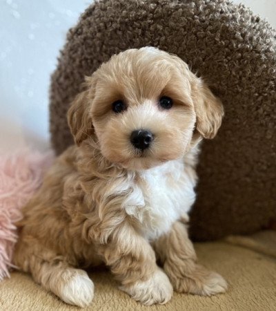 Maltipoo Maltai selyem es torpe uszkar