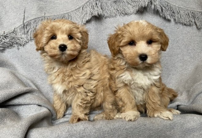 Maltipoo Maltai selyem es torpe uszkar