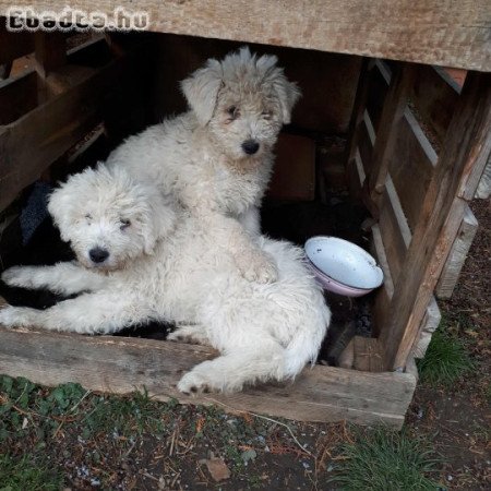 Komondor kölykök eladóak!