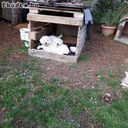 Komondor kölykök eladóak!