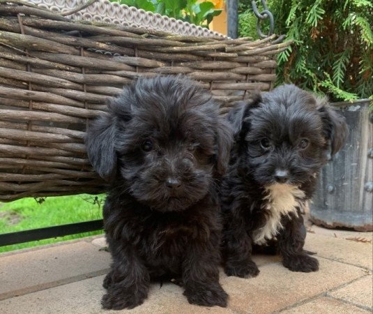 Bichon havanese