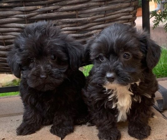 Bichon havanese