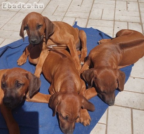 Eladó Rhodéziai Ridgeback kiskutyák