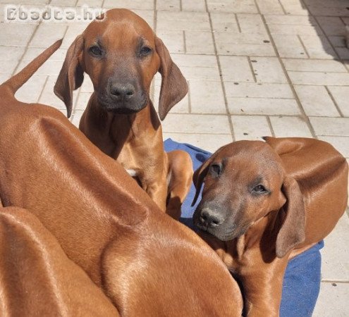 Eladó Rhodéziai Ridgeback kiskutyák