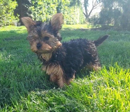 Yorkshire Terrier