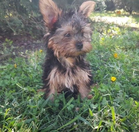 Yorkshire Terrier