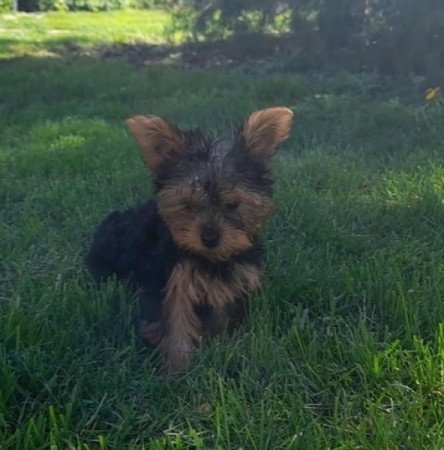 Yorkshire Terrier