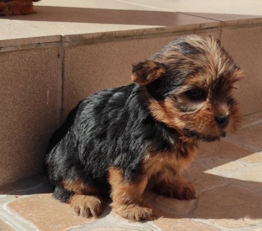 Yorkshire terrier