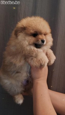 Pomrániai Törpe Spitz kanok