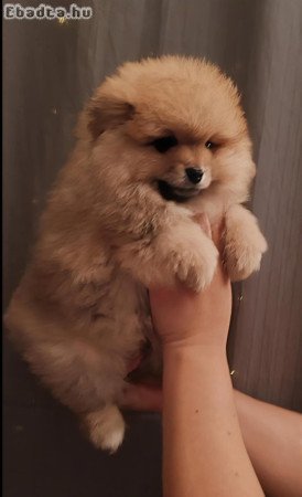 Pomrániai Törpe Spitz kanok