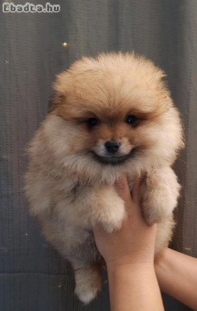 Pomrániai Törpe Spitz kanok