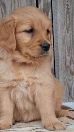 Golden retriever