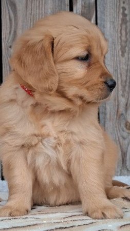 Golden retriever