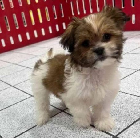 Shih tzu