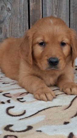 Golden retriever