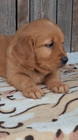 Golden retriever