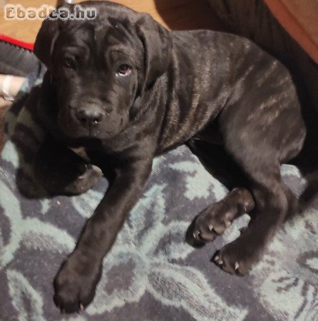 Cane Corso kiskutya