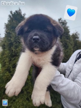 Amerikai akita törzskönyves kölykök