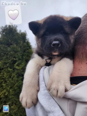 Amerikai akita törzskönyves kölykök