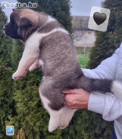Amerikai akita törzskönyves kölykök