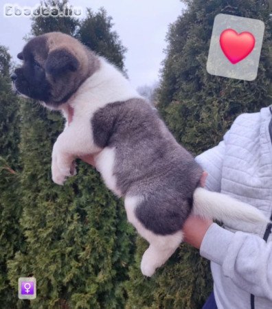 Amerikai akita törzskönyves kölykök
