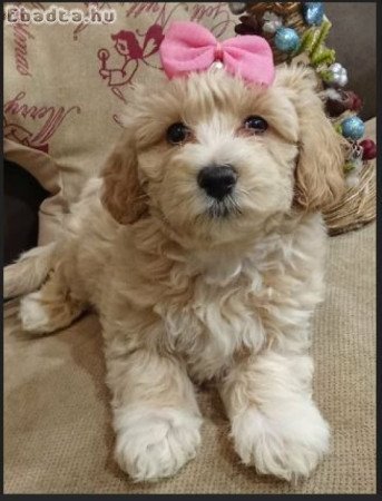 Maltipoo fajtatiszta jellegű szuka