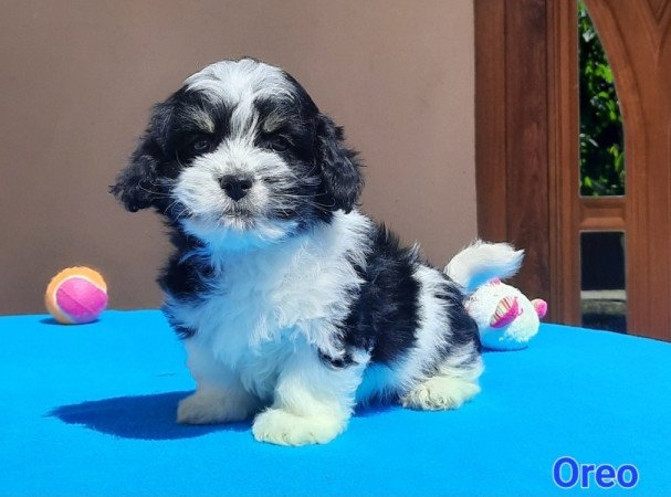 Bichon Havanese