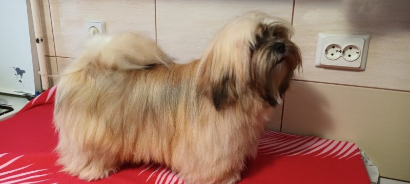 Lhasa apso