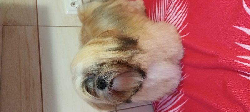 Lhasa apso