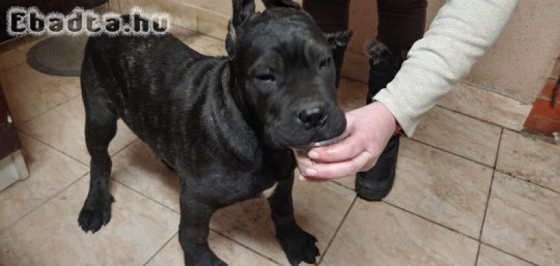 Cane Corso kiskutya