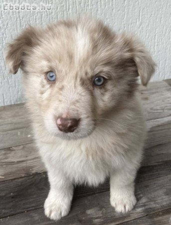 8 hetes border collie kölykök eladók