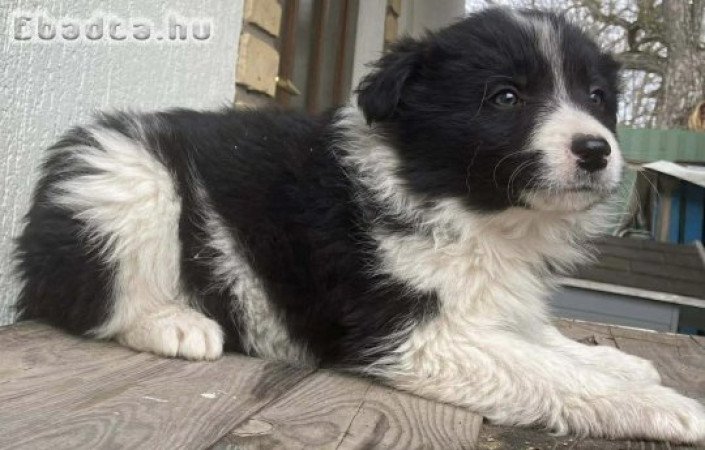8 hetes border collie kölykök eladók