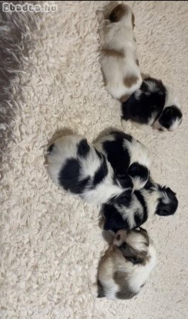 shih-tzu kölyök. Kutyák eladók