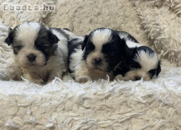shih-tzu kölyök. Kutyák eladók