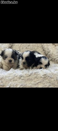 shih-tzu kölyök. Kutyák eladók