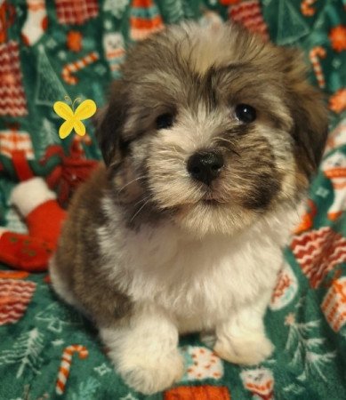 Bichon havanese