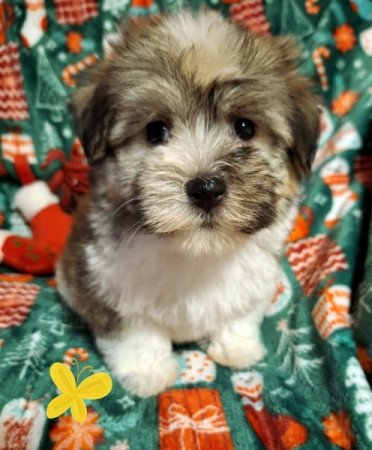 Bichon havanese