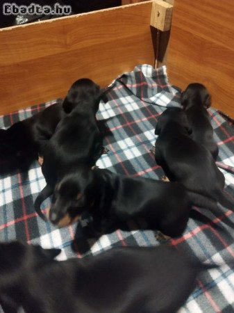 Eladó tacskó kiskutyák