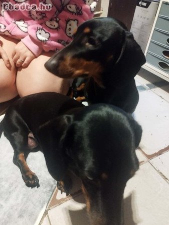 Eladó tacskó kiskutyák