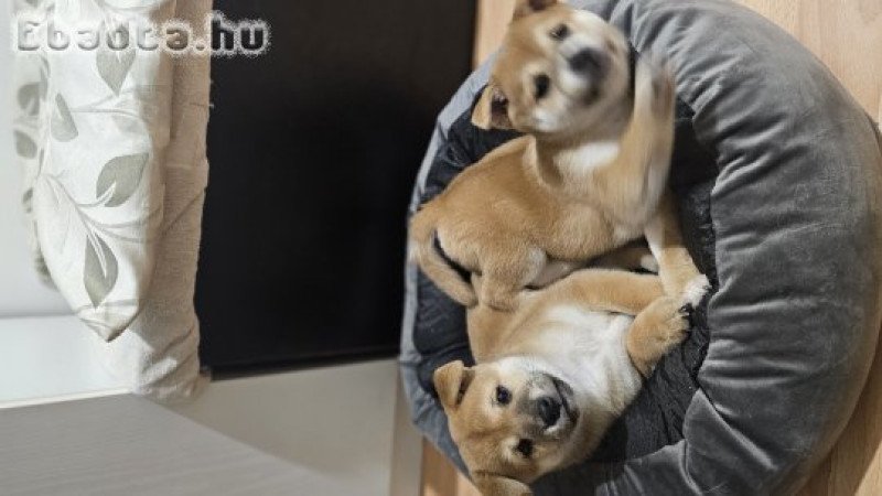 SHIBA INU KÖLYKÖK GAZDIT KERESNEK!