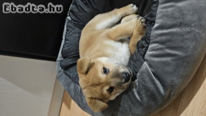 SHIBA INU KÖLYKÖK GAZDIT KERESNEK!