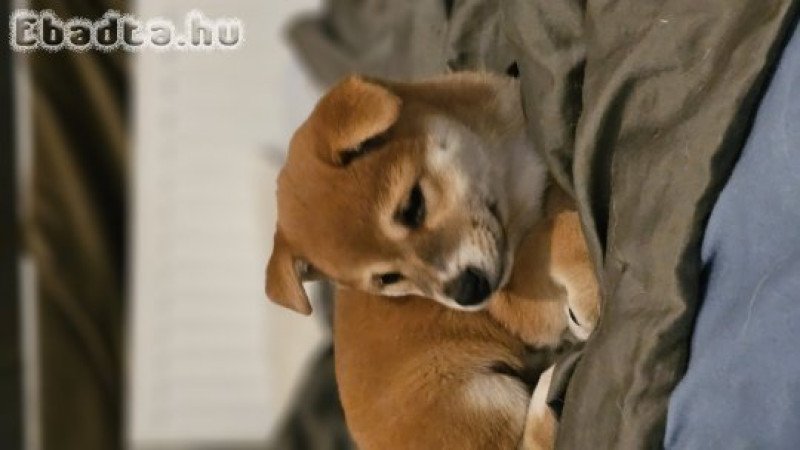 SHIBA INU KÖLYKÖK GAZDIT KERESNEK!
