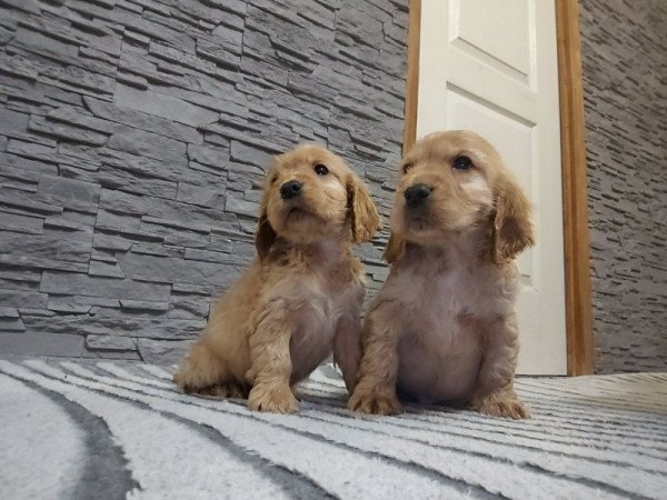 Angol Cocker spániel