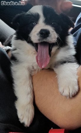 Border Collie kiskutyák