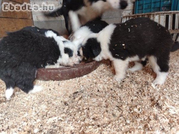 Border Collie kiskutyák