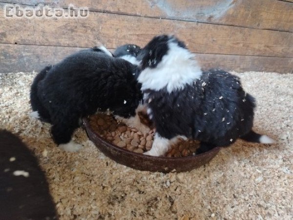 Border Collie kiskutyák