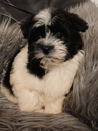 bichon havanese